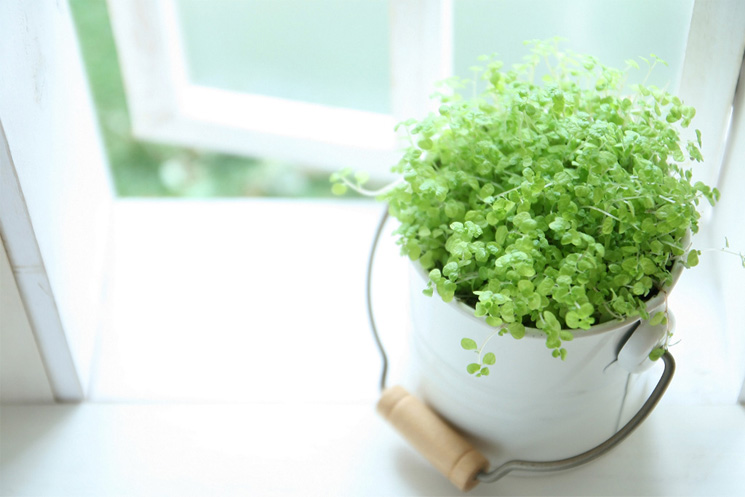 イメージBabyTears